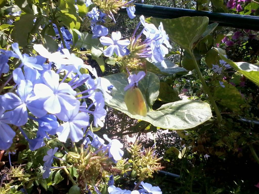 Appartamento Butterfly Appartments